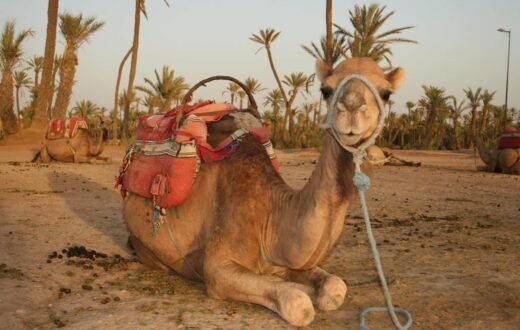 À dos de dromadaire dans la palmeraie de Marrakech